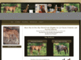 evenquarterhorse.com