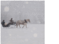 white-donkey.com