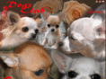 dogsclub.eu