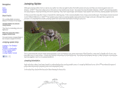 jumpingspider.net