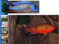 bestfish.com