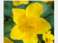 sumpfdotterblume.com