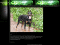 dobermansullinger.com