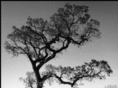 anafim.org