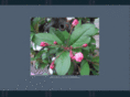 bonsai-lind.de