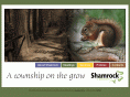 townofshamrock.org