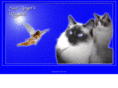 mandys-ragdoll.de