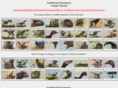 wildlifeartist.com.au