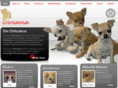 chihuahua-at.at