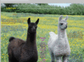 llamas.co.uk