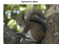 squirrelsnest.com