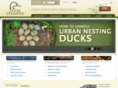 ducks.org