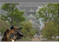 akita-nishi-no-mori.com
